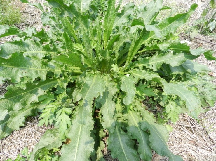 말린 소루쟁이(소리쟁이)