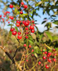 영실(찔레나무열매)